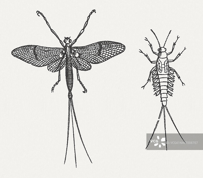 蜉蝣及其幼虫，1865年木刻版画图片素材