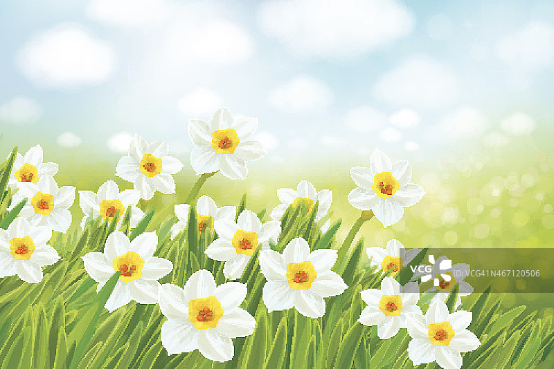 矢量春天自然背景，水仙花图片素材