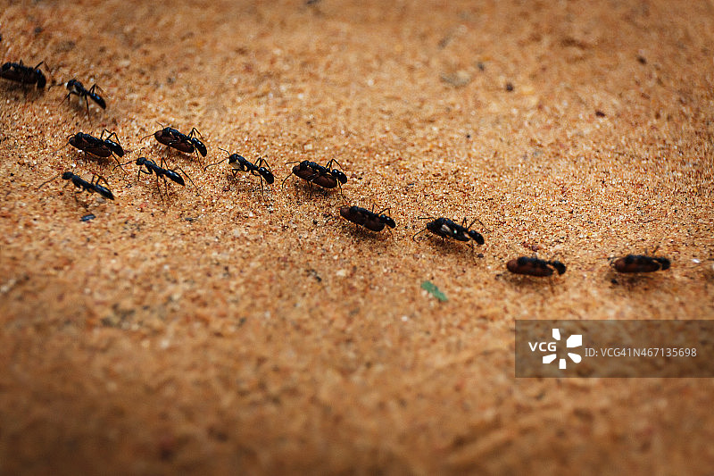 行进的蚂蚁图片素材