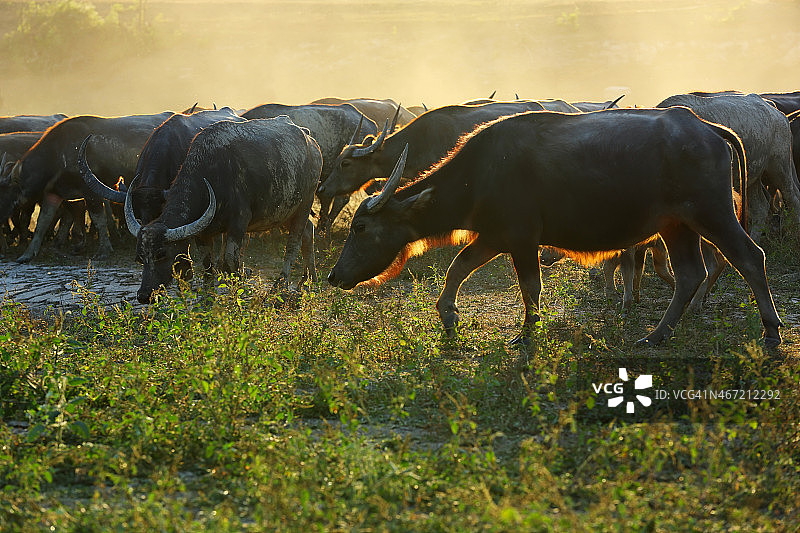 泰国水牛群图片素材