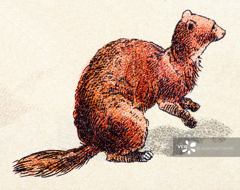 欧洲艾鼬，哺乳动物动物古董插画图片素材