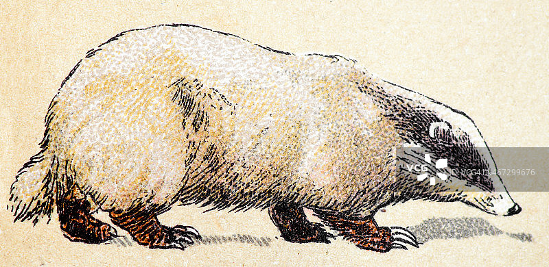 欧洲狗獾，哺乳动物动物复古插图图片素材
