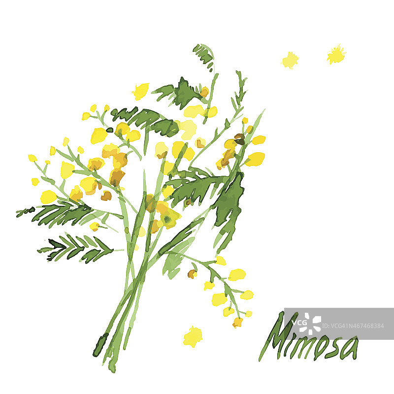 手绘水彩含羞草图片素材