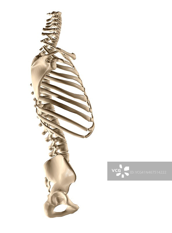 人体躯干骨骼图片素材