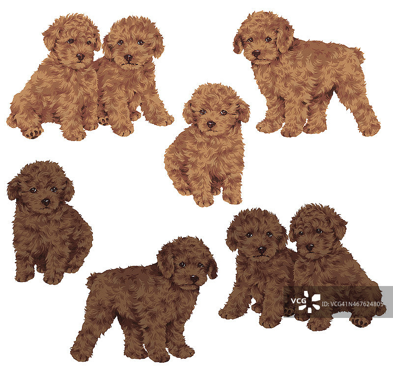 可爱的狗图片素材