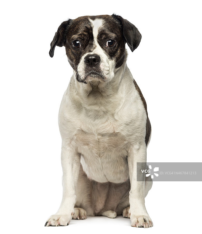 坐着看向镜头的混血狗图片素材