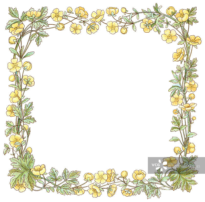 维多利亚风格方形毛茛花边框图片素材