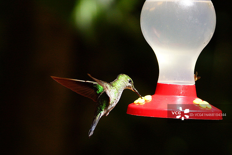 绿冠辉蜂鸟图片素材