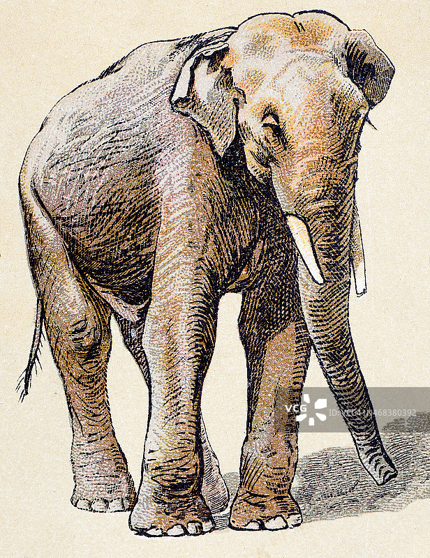 印度象，哺乳动物，动物古董插画图片素材