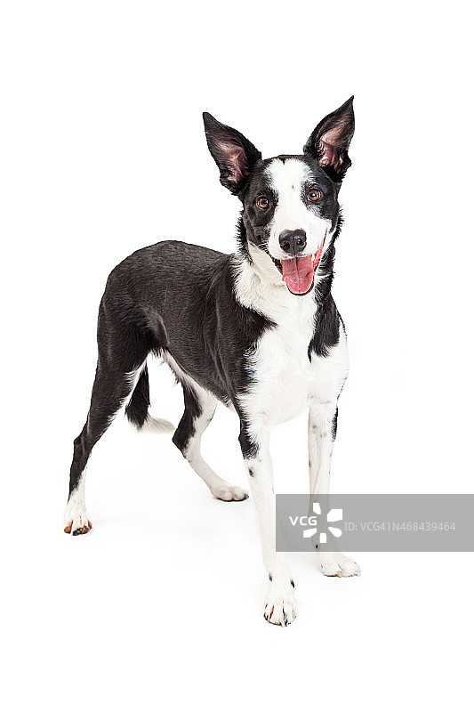 可爱快乐的柯利犬混种犬站立图片素材