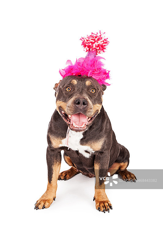 戴派对帽的生日小狗图片素材