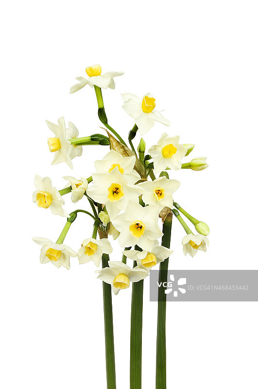 白色水仙花图片素材