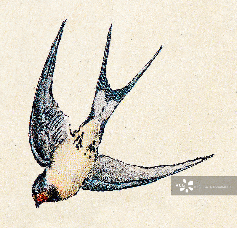 家燕鸟类动物复古插画图片素材