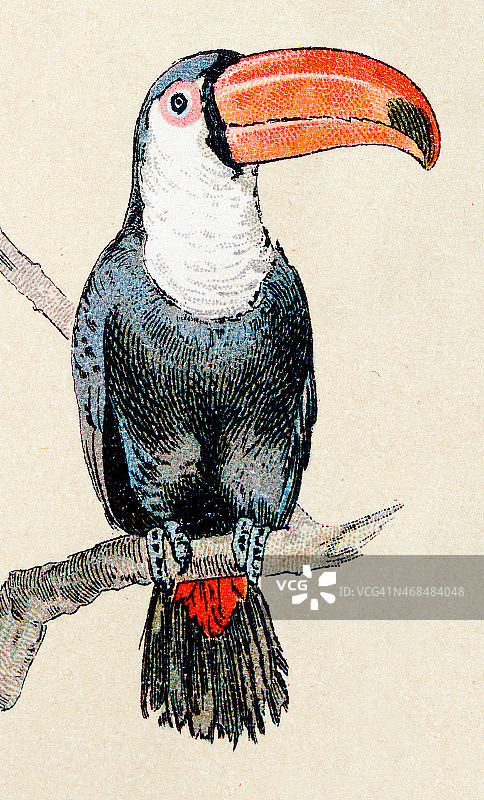 巨嘴鸟，古典鸟类插画图片素材