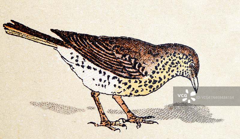 红翼鸫鸟类动物复古插画图片素材