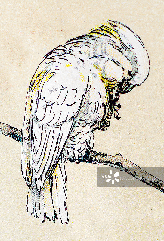 大葵花凤头鹦鹉鸟类动物古董插画图片素材