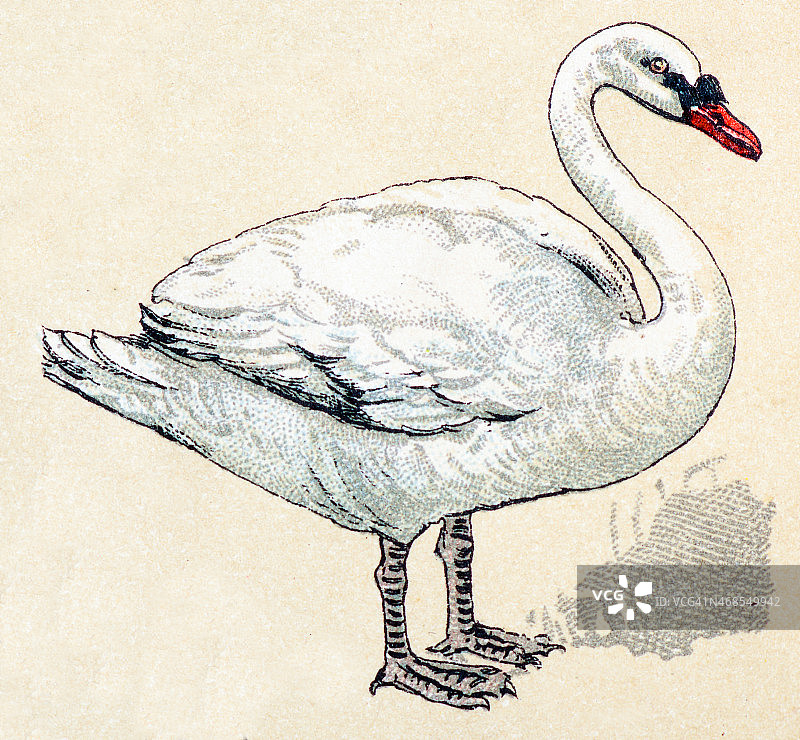 疣鼻天鹅鸟类动物复古插画图片素材