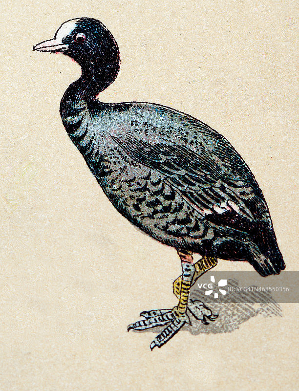 骨顶鸡鸟类动物复古插画图片素材