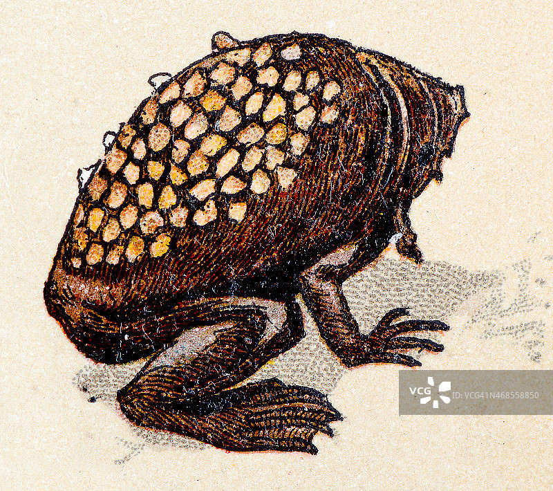 苏里南喇叭蟾古代爬行动物插图图片素材