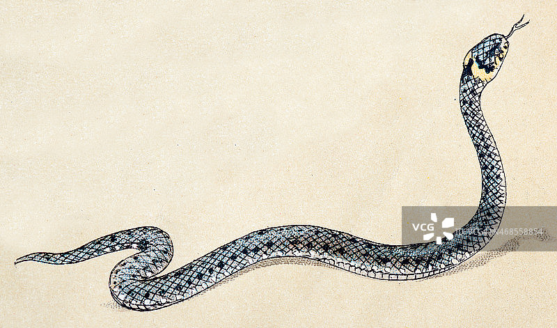 草蛇，爬行动物复古插画图片素材