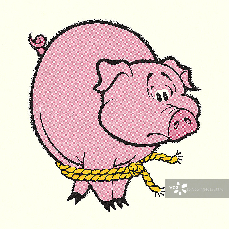 被捆绑的猪图片素材