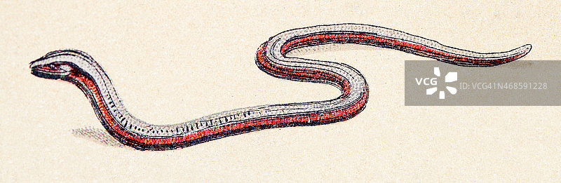 欧蛇，爬行动物复古插画图片素材