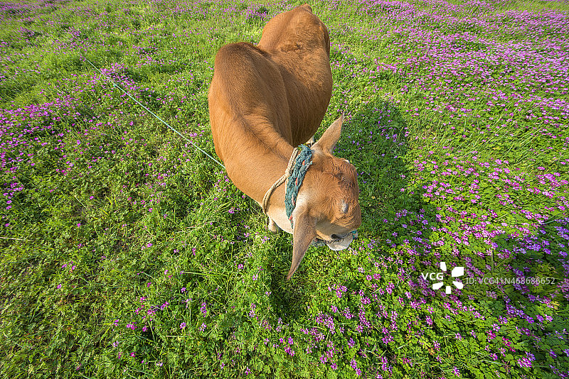 牛和草原图片素材