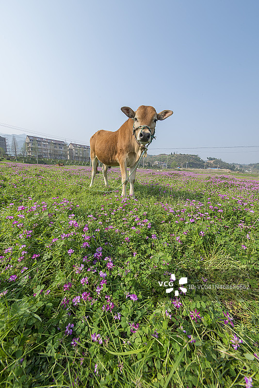 牛和草原图片素材