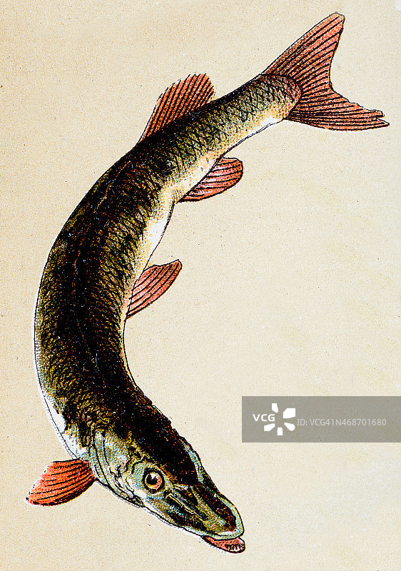 白斑狗鱼，鱼类动物古董插画图片素材