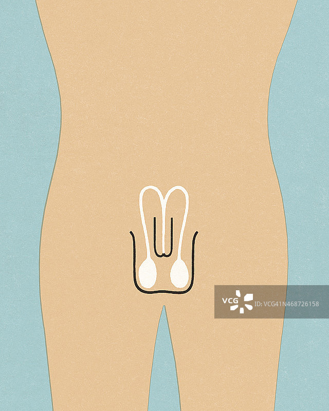 男性生殖器官图片素材