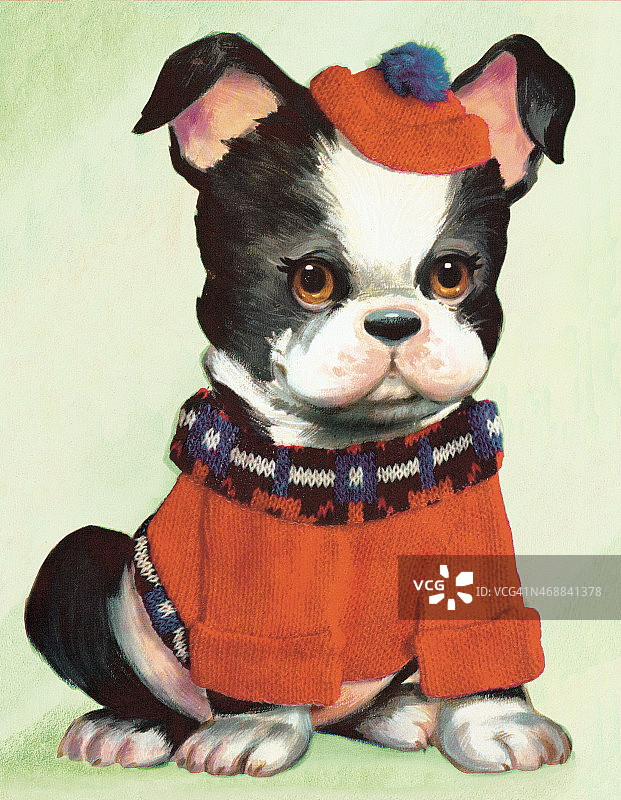 波士顿梗犬图片素材