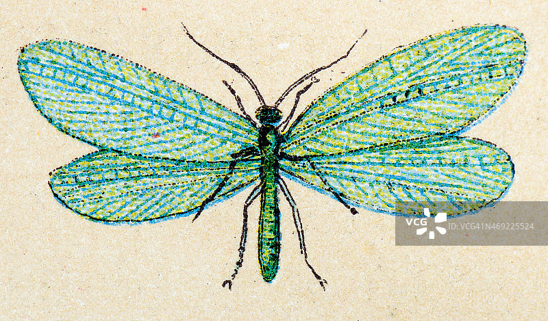 普通绿草蛉昆虫动物古董插画图片素材