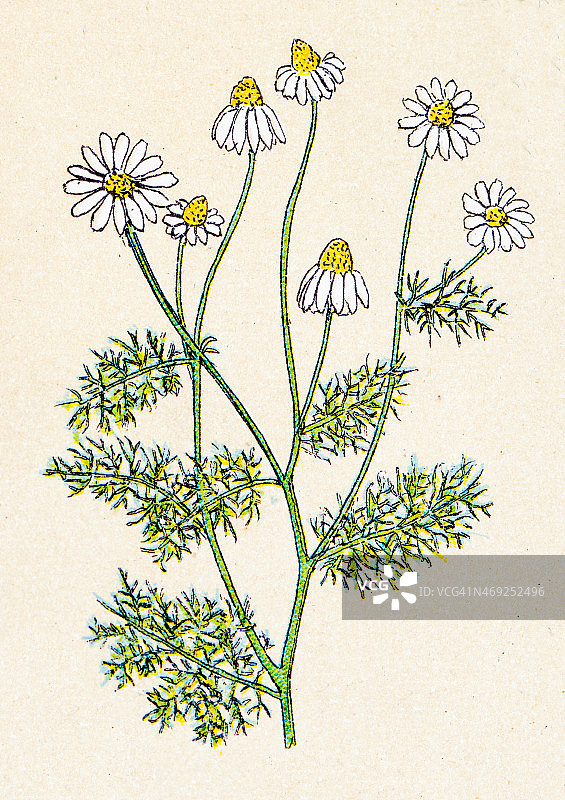 母菊（Matricaria recutita），植物古董插图图片素材