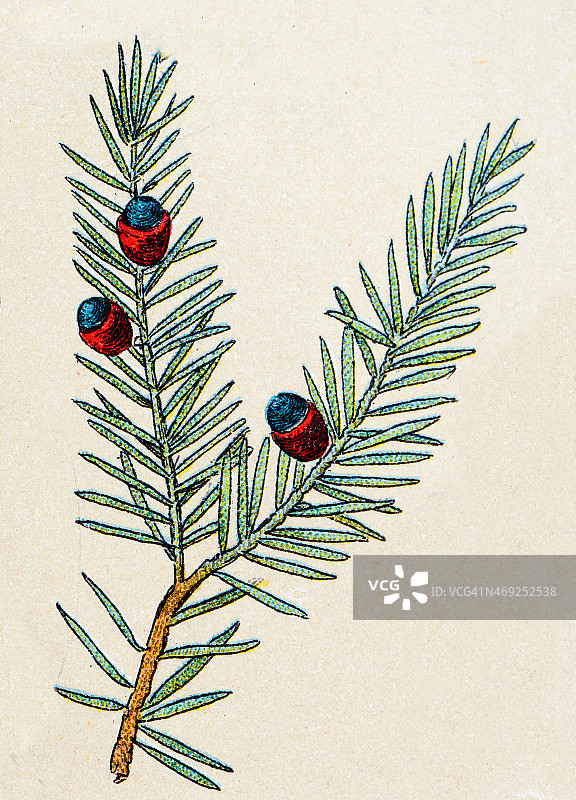 红豆杉植物古董插画图片素材