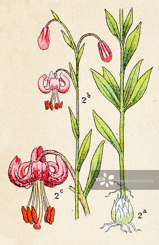 古老的药用植物：轮叶百合图片素材