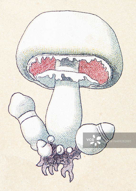 蘑菇和真菌：野蘑菇图片素材