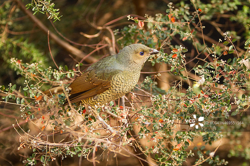 园丁鸟图片素材