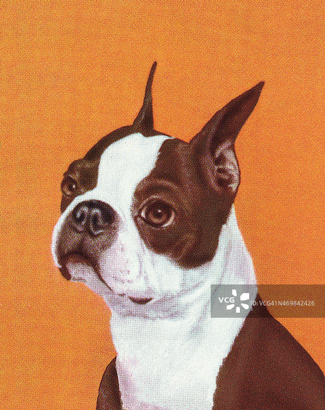 波士顿梗犬图片素材