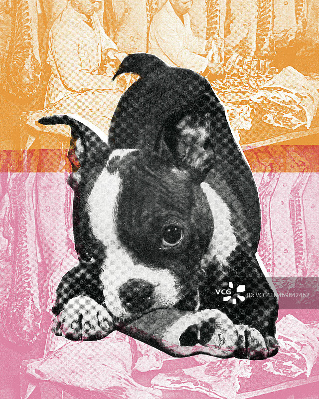 波士顿梗犬图片素材