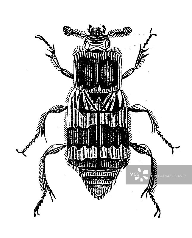埋葬甲虫（Necrophorus属）古董插画图片素材
