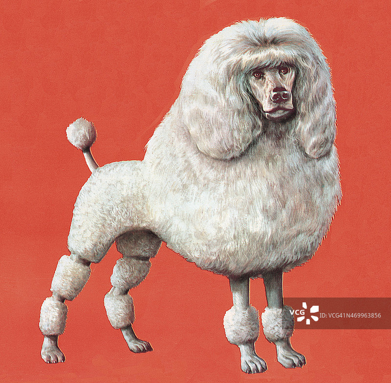 贵宾犬图片素材