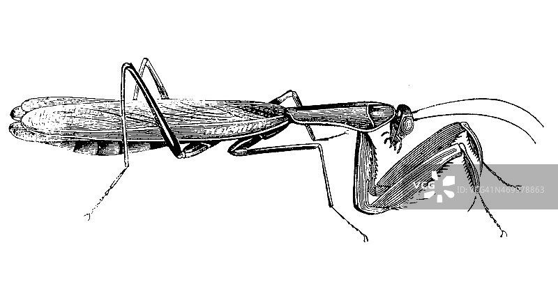 螳螂古董插画图片素材