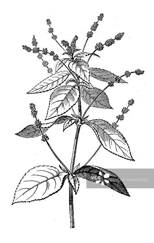 水银草古董插画图片素材