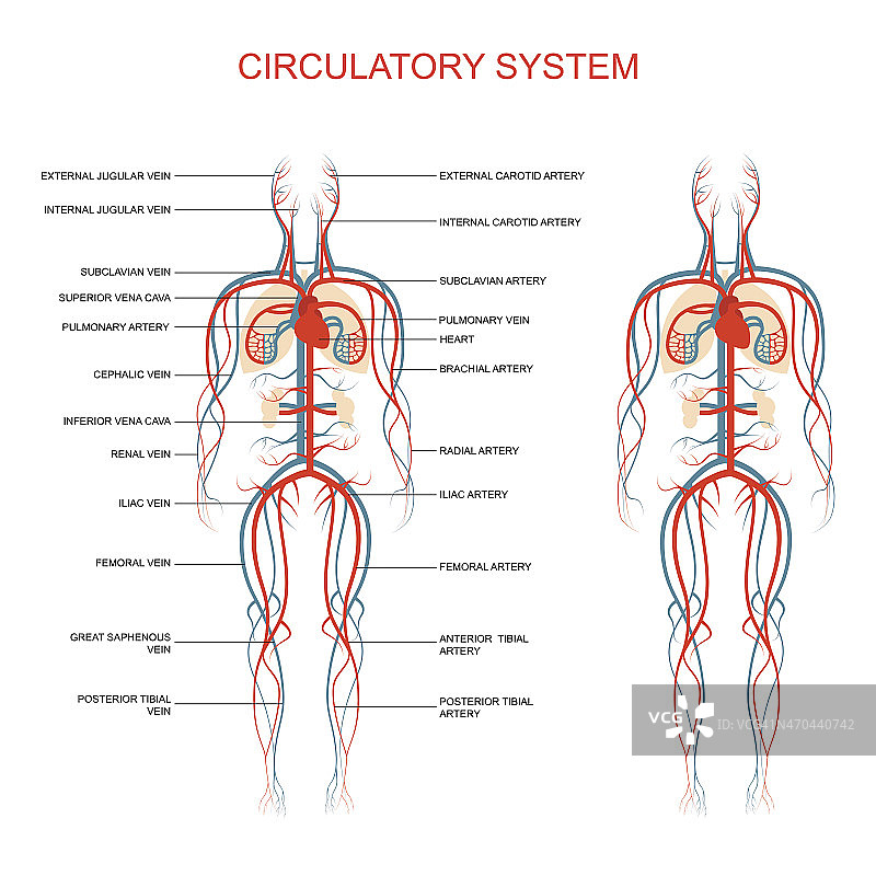 循环系统图片素材