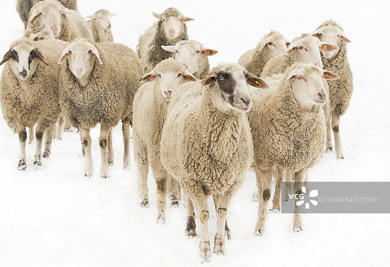 好奇地四处张望的羊群图片素材