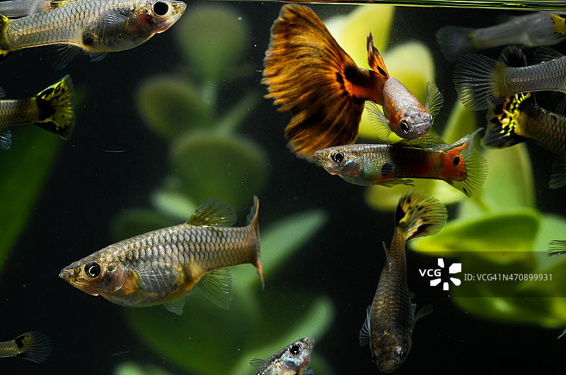 多色孔雀鱼图片素材