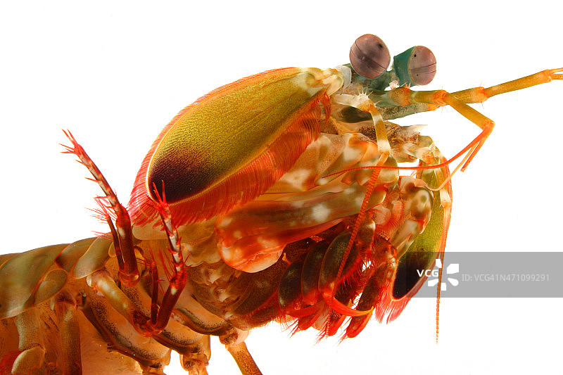 螳螂虾图片素材