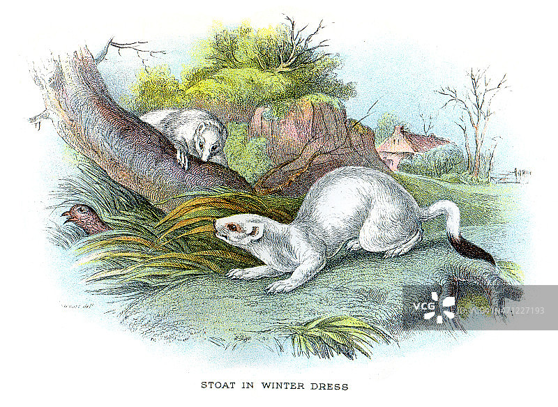 白鼬或貂(鼬鼠)图片素材