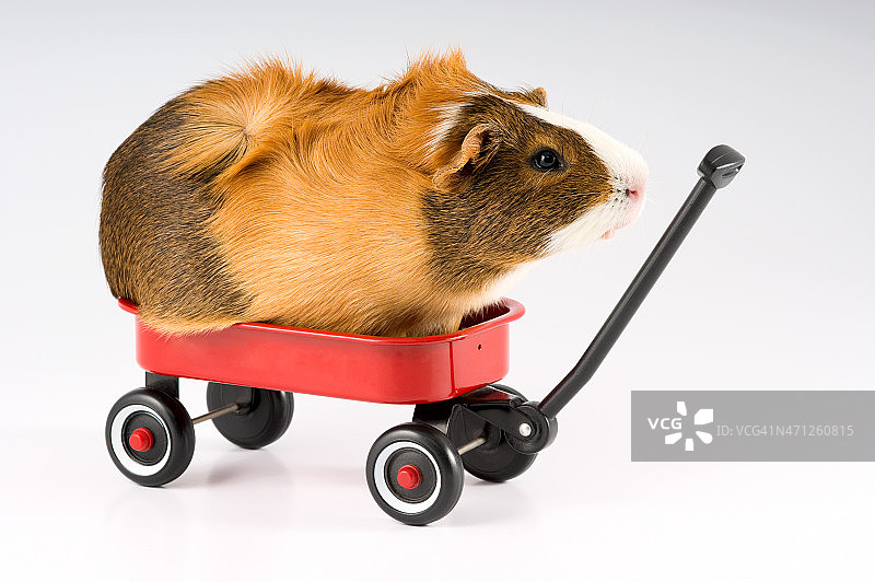 轮子上的豚鼠图片素材