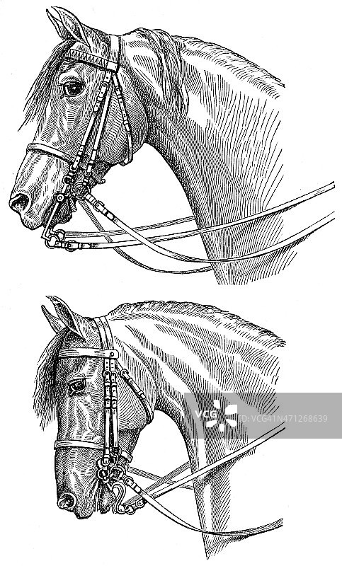 两个马头图片素材